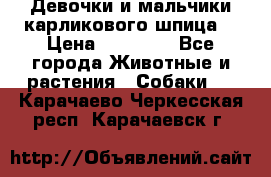 Девочки и мальчики карликового шпица  › Цена ­ 20 000 - Все города Животные и растения » Собаки   . Карачаево-Черкесская респ.,Карачаевск г.